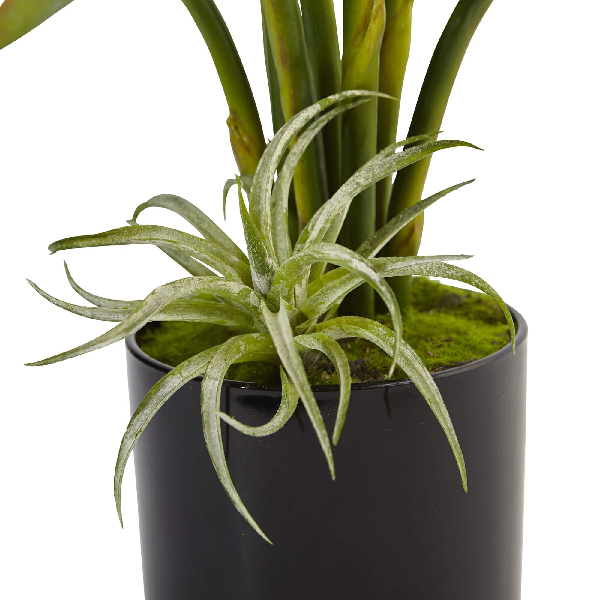 24" Bird of Paradise Arrangement in Black Glossy Cylinder
